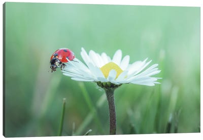 Red Ladybug On Daisy Flower Canvas Art Print - Jeferson Castellari