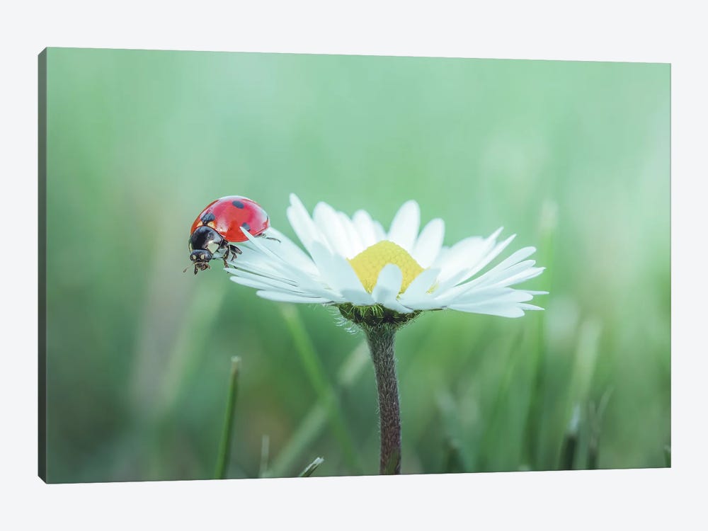 Red Ladybug On Daisy Flower by Jeferson Castellari 1-piece Canvas Print