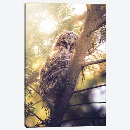 Tawny Owl Chick Among Cypress Branches Canvas Print #JRC92} by Jeferson Castellari Canvas Art