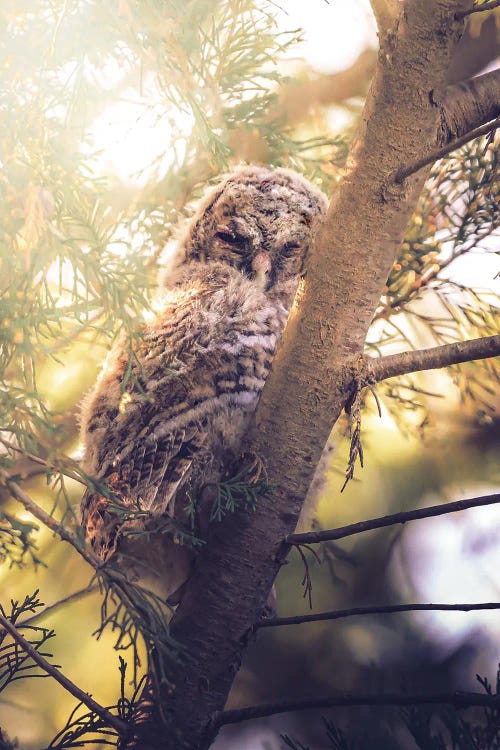 Tawny Owl Chick Among Cypress Branches