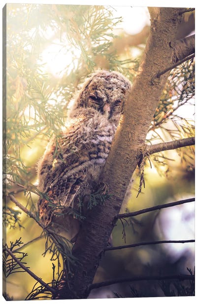Tawny Owl Chick Among Cypress Branches Canvas Art Print - Jeferson Castellari