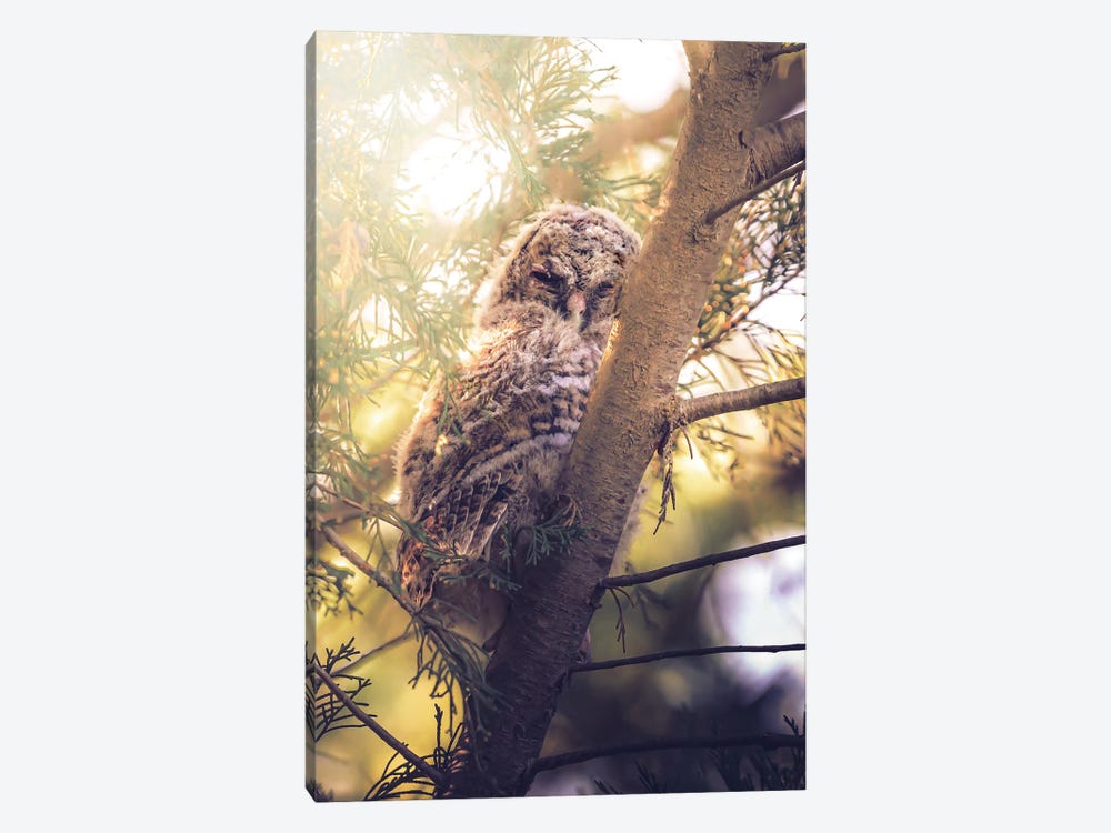 Tawny Owl Chick Among Cypress Branches by Jeferson Castellari 1-piece Canvas Wall Art