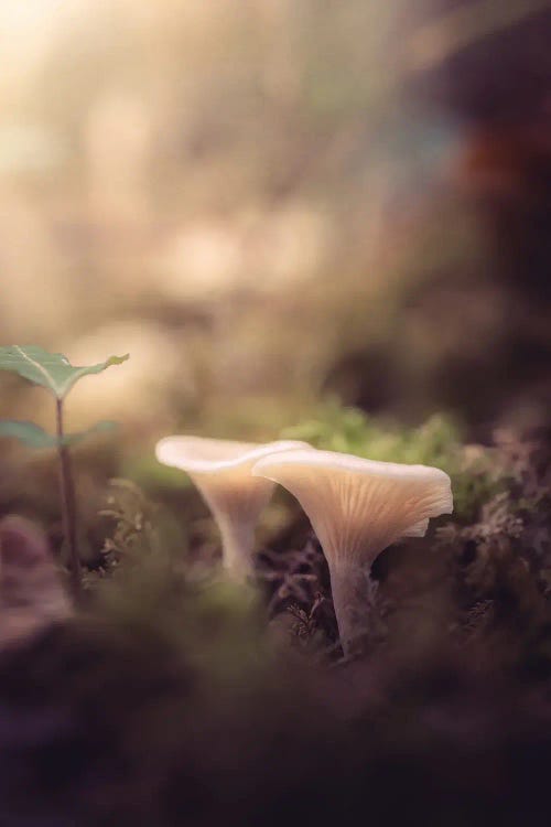 Small Mushrooms In The Undergrowth