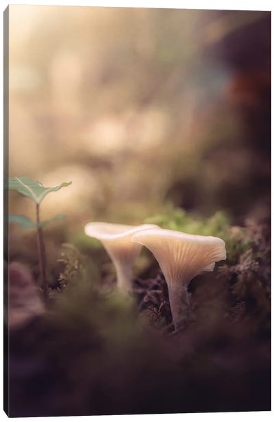 Small Mushrooms In The Undergrowth Canvas Art Print - Jeferson Castellari