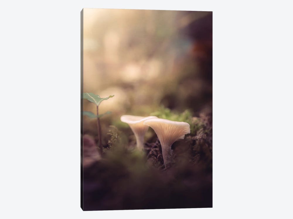 Small Mushrooms In The Undergrowth by Jeferson Castellari 1-piece Canvas Print