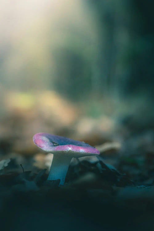 Small Russula Mushroom