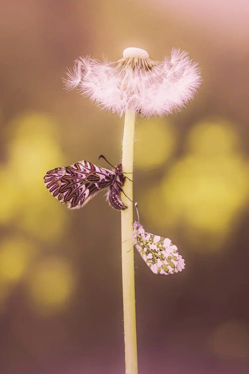 Pair Of Butterflies On Same Dandelion Stem