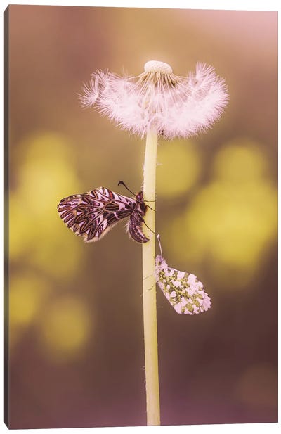 Pair Of Butterflies On Same Dandelion Stem Canvas Art Print - Jeferson Castellari