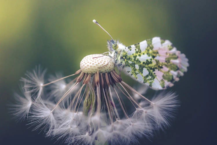 Aurora Butterfly On Dandelion