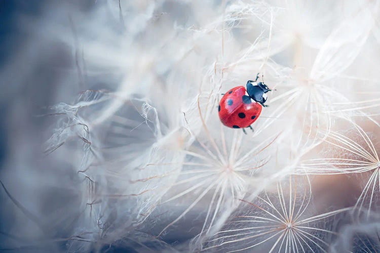 Red Ladybug Walking On Giant Dandelion Inflorescence