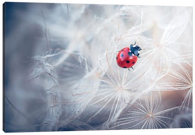 Red Ladybug Walking On Giant Dandelion Inflorescence Canvas Art Print - Jeferson Castellari