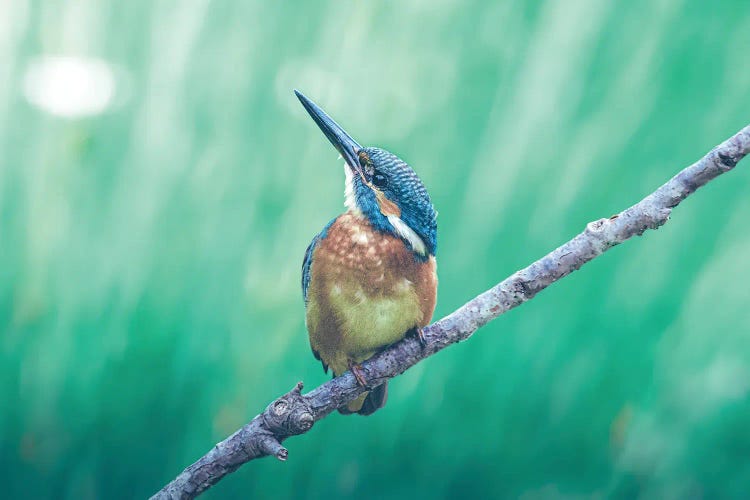 Kingfisher Looking Up