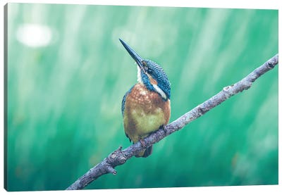 Kingfisher Looking Up Canvas Art Print - Jeferson Castellari