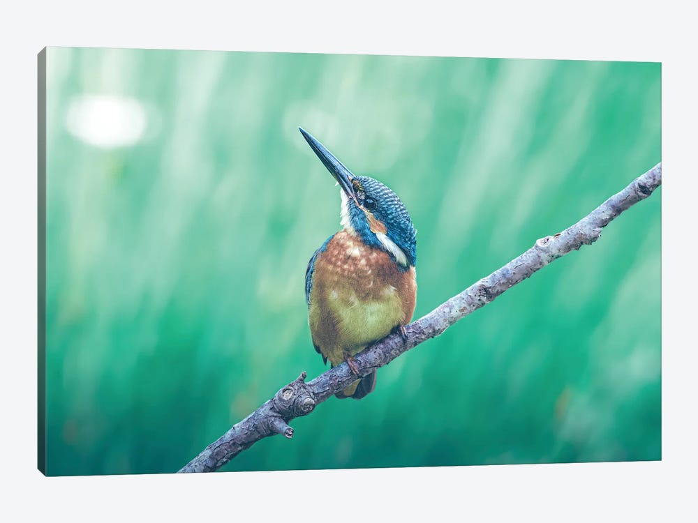 Kingfisher Looking Up by Jeferson Castellari 1-piece Canvas Wall Art