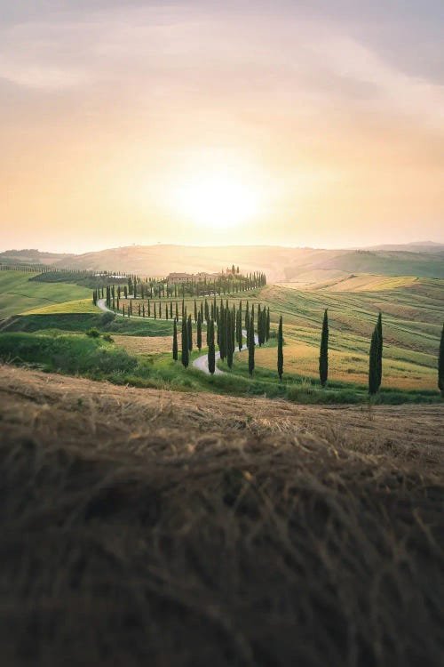 Tuscan Landscape With Cypress Avenue At Sunset