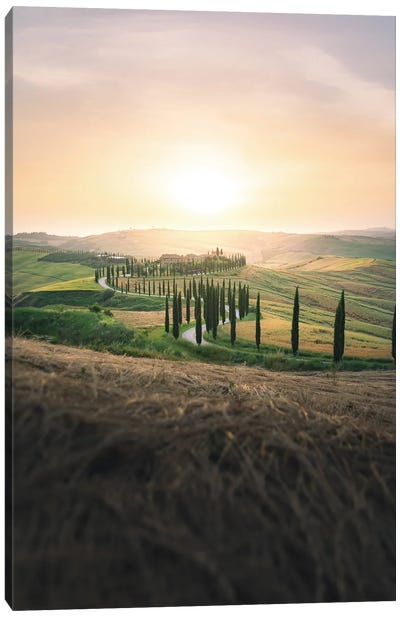Tuscan Landscape With Cypress Avenue At Sunset Canvas Art Print - Cypress Tree Art