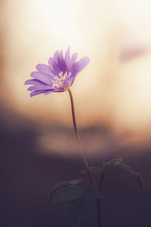 Apennine Anemone In Backlight