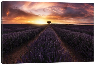 Lavender Sunset Canvas Art Print