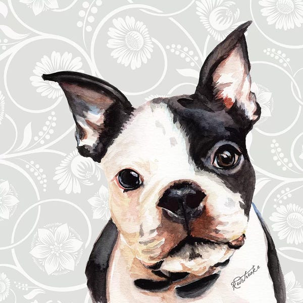 Terriers: Boston Terrier by Jennifer Redstreake