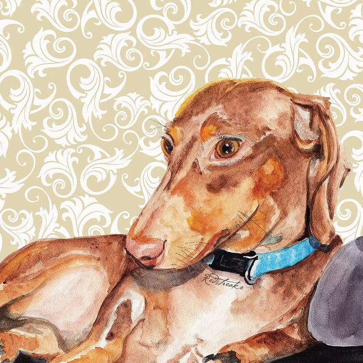 Dachshund