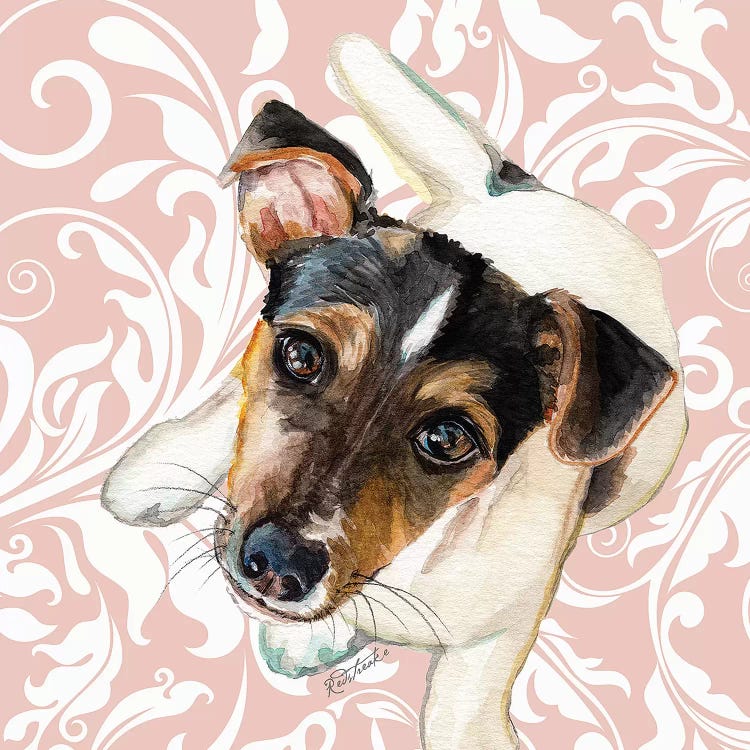 Jack Russell Terrier