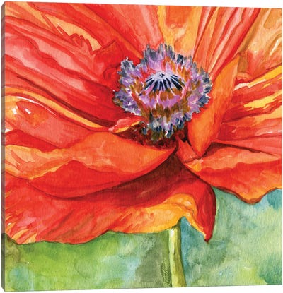 Red Poppy Canvas Art Print - Jennifer Redstreake