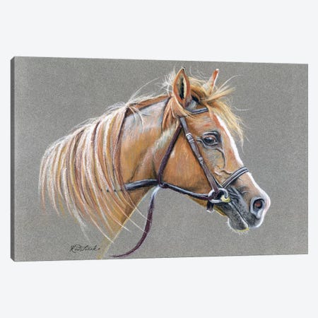 Arabian Horse Canvas Print #JRE62} by Jennifer Redstreake Canvas Print