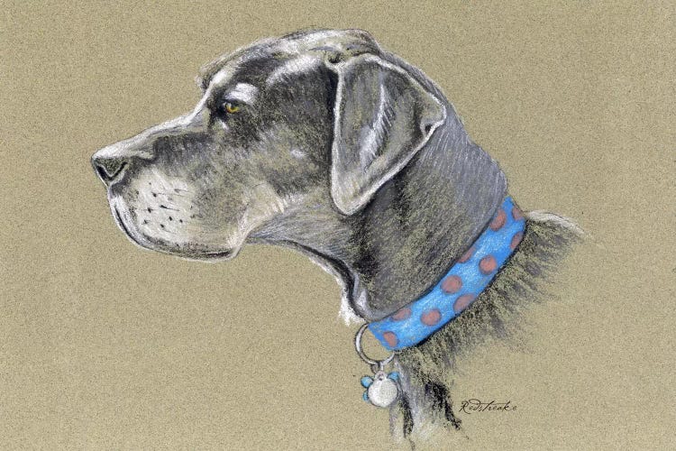 Great Dane by Jennifer Redstreake wall art