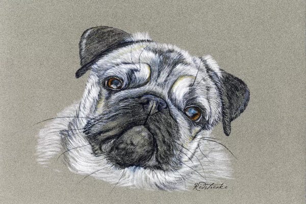Jennifer Redstreake: Pug by Jennifer Redstreake