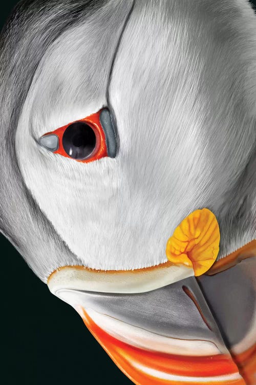 Atlantic Puffin by Giulio Rossi wall art