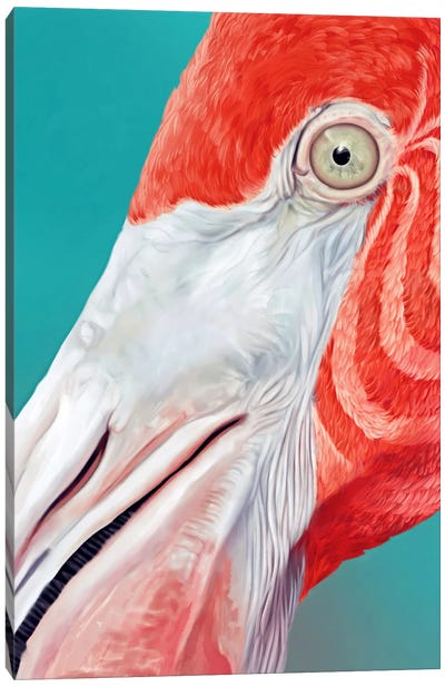 Flamingo Canvas Art Print - Close-up