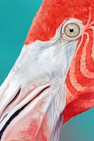 The Art Of The Feather: Flamingo by Giulio Rossi