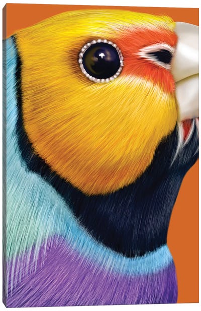 Gouldian Finch Canvas Art Print - Close-up