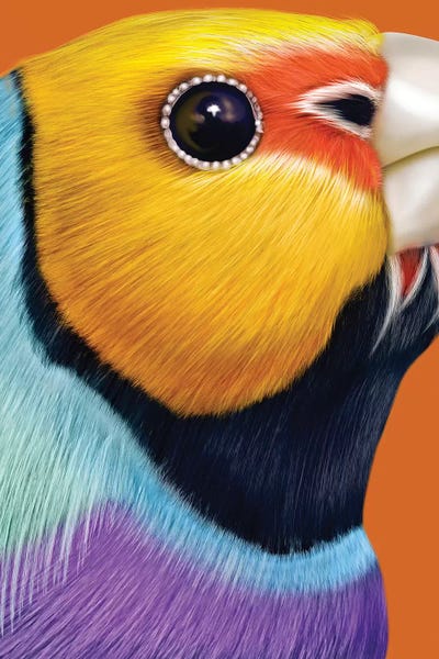 The Art Of The Feather: Gouldian Finch by Giulio Rossi
