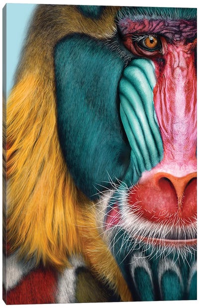 Mandrill Canvas Art Print - Primate Art