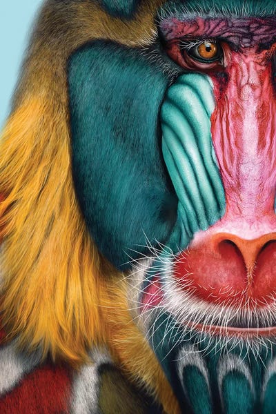 Primates: Mandrill by Giulio Rossi