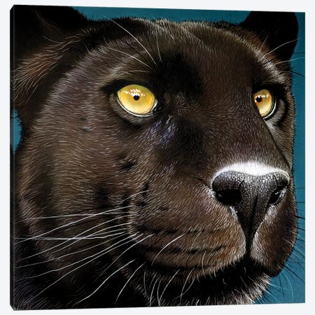 Black-Panther Canvas Print #JRK5} by Jurek Canvas Art Print