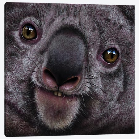 Koala Canvas Print #JRK8} by Jurek Canvas Artwork