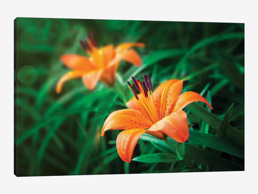 Tiger Lilies by Jonathan Ross Photography 1-piece Art Print