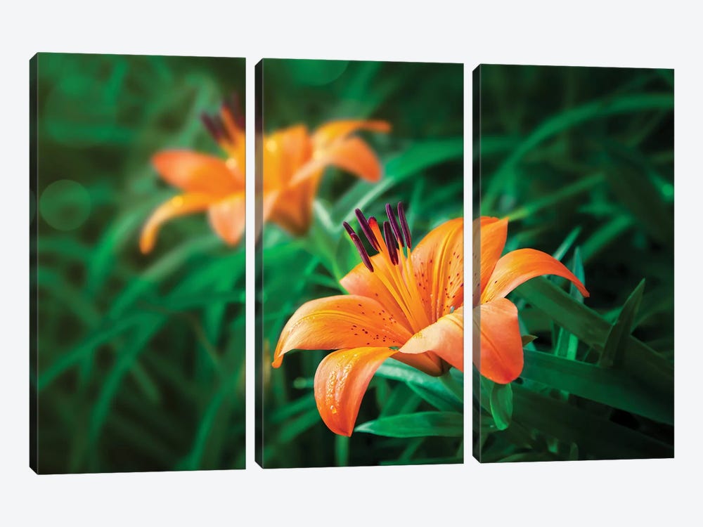 Tiger Lilies by Jonathan Ross Photography 3-piece Art Print