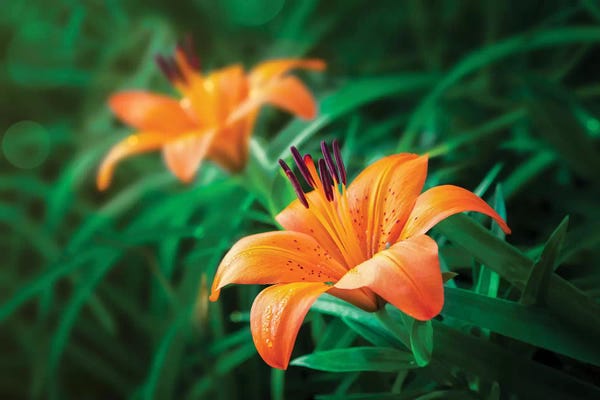 Tiger Lilies