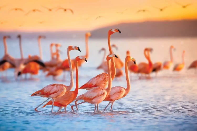 Wading Flamingos