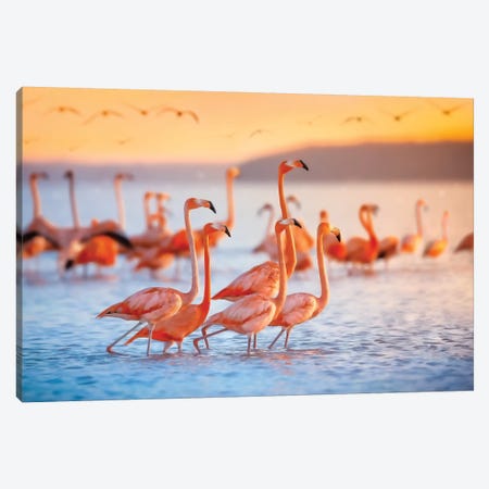Wading Flamingos Canvas Print #JRP106} by Jonathan Ross Photography Canvas Wall Art