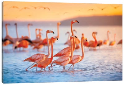Wading Flamingos Canvas Art Print - Flamingo Art
