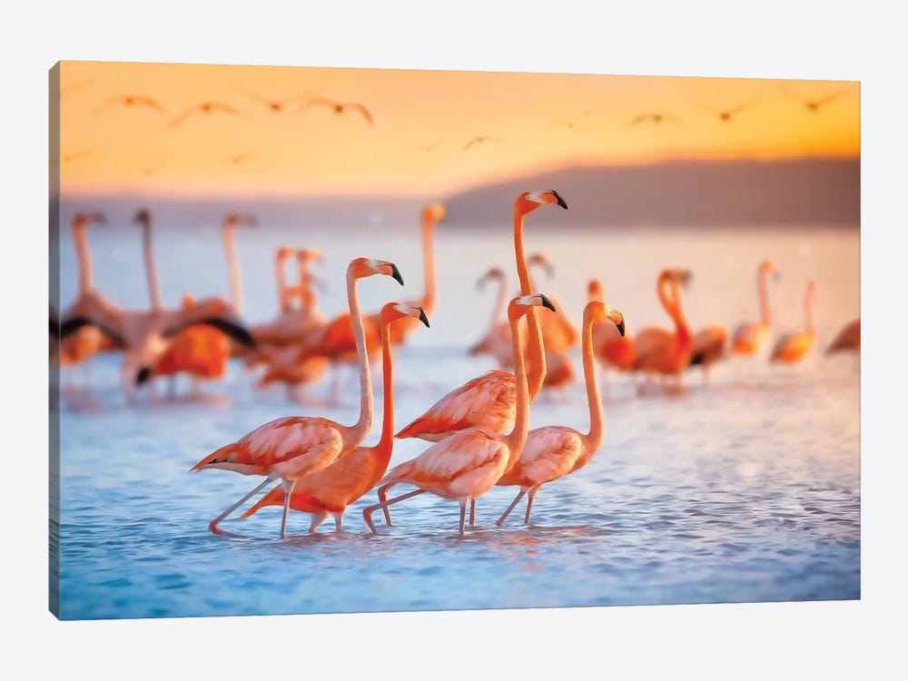 Wading Flamingos by Jonathan Ross Photography 1-piece Canvas Art