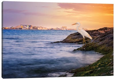 Cancun Coastline Egret Canvas Art Print - Mexico Art