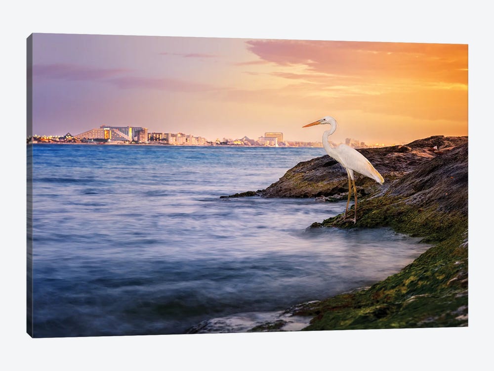 Cancun Coastline Egret by Jonathan Ross Photography 1-piece Art Print