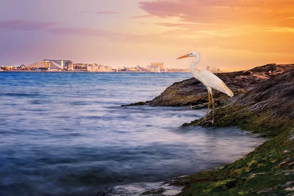 Jonathan Ross Photography: Cancun Coastline Egret by Jonathan Ross Photography