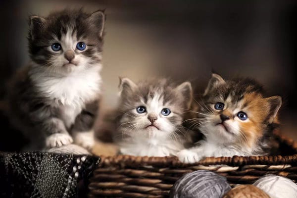 Jonathan Ross Photography: Ready For A Home by Jonathan Ross Photography