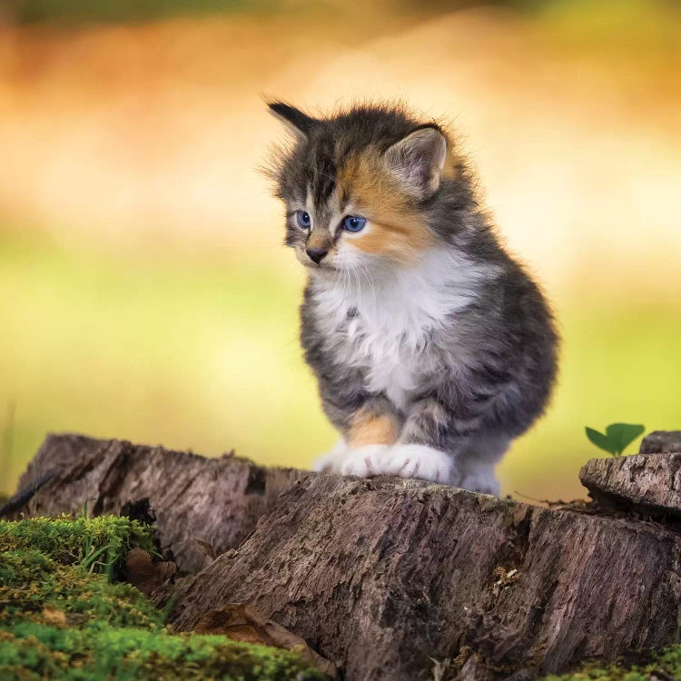 Ready To Explore by Jonathan Ross Photography wall art